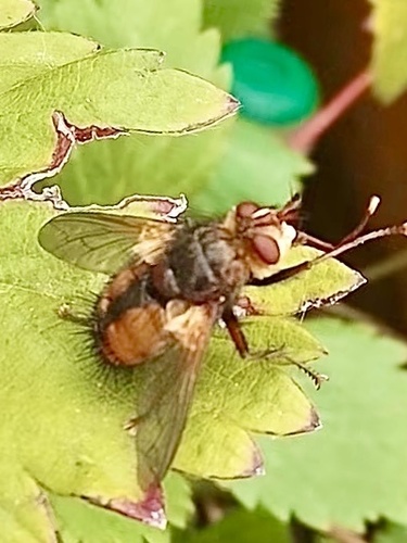 Common Tachinid