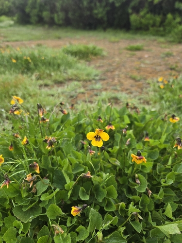 iNaturalist observation photo of California Golden Violet