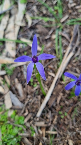 Blue Fairy Orchid
