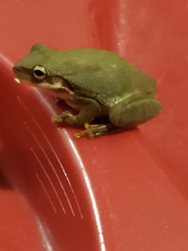 Squirrel Tree Frog