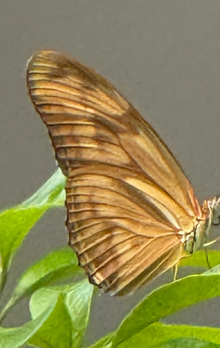 Dryas iulia
