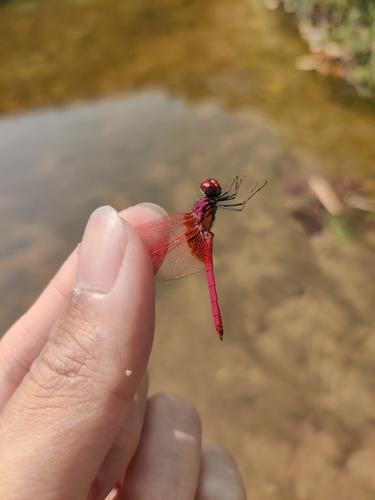Crimson Marsh Glider