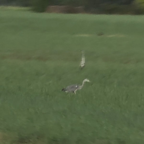 Grey Heron