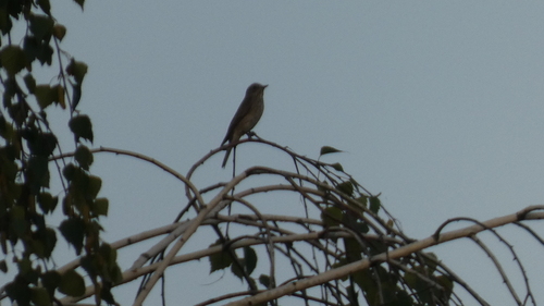 Spotted Flycatcher