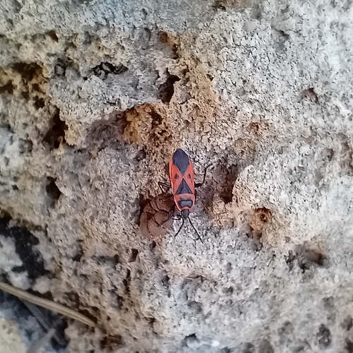 Mediterranean red bug