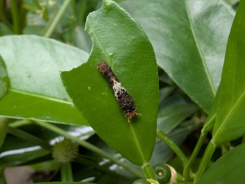 Lime Swallowtail
