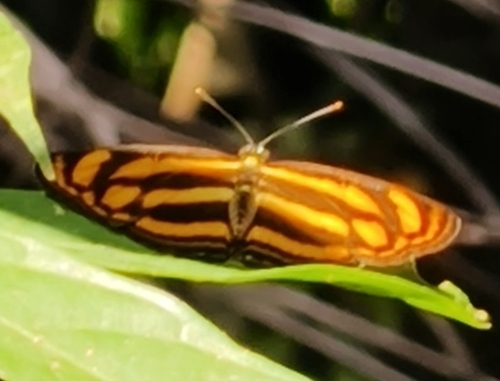 Lasippa tiga