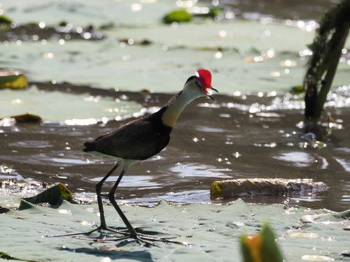 Comb-crested Jacana
