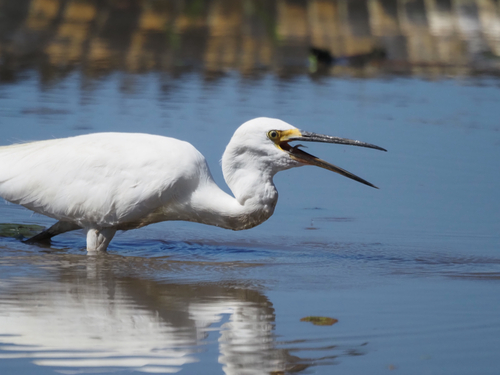 Little Egret