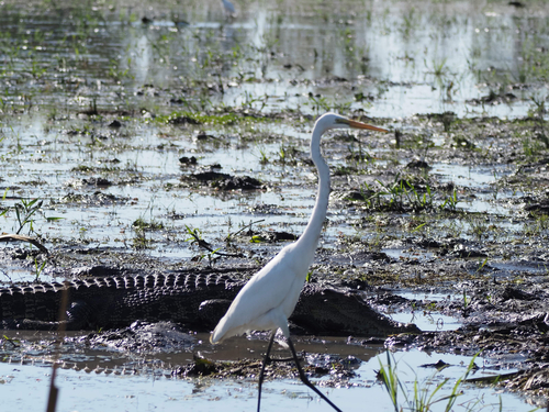 Great Egret