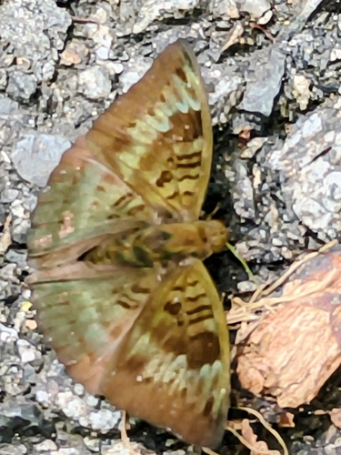 Euthalia monina