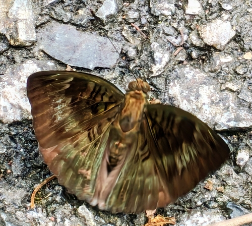 Euthalia monina