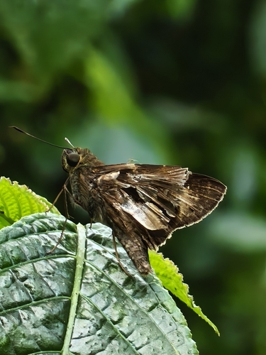 Unkana ambasa