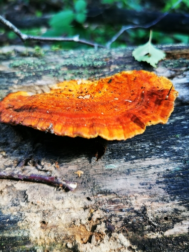 Pycnoporellus fulgens
