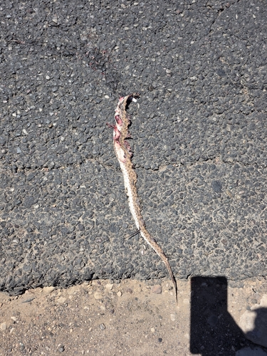 Moila Snake