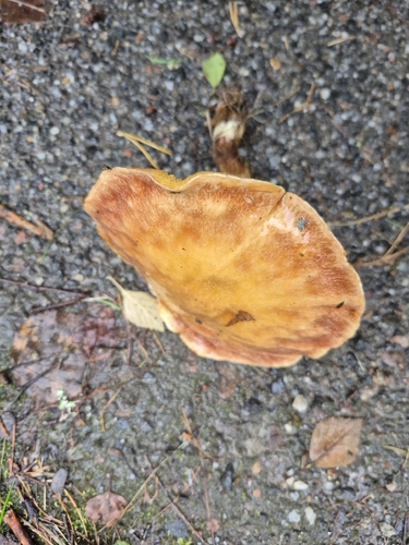 Larch Bolete