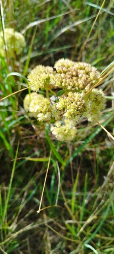 Great Stonecrop