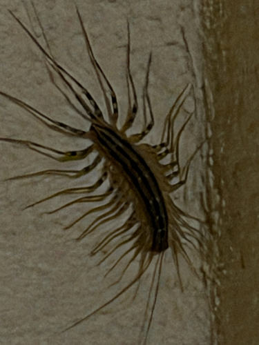 House Centipede