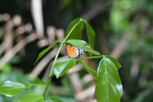 Eooxylides tharis