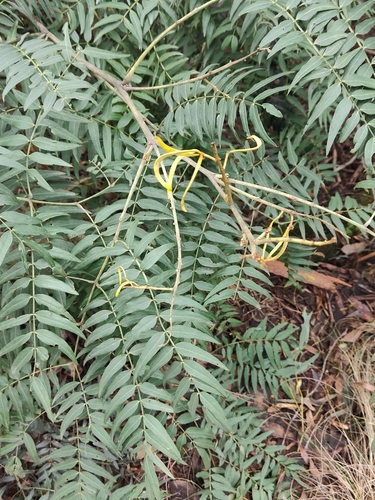 Cedar wattle