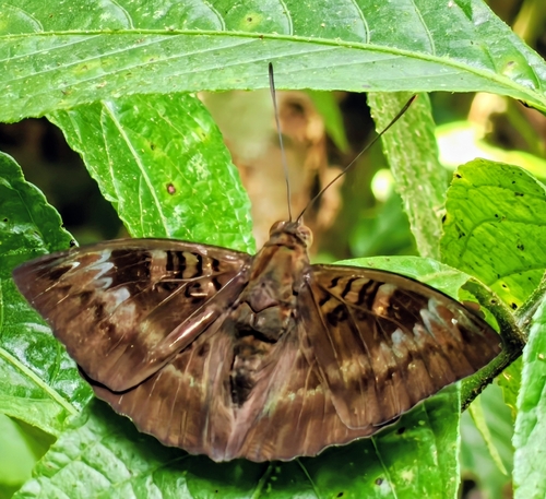 Euthalia monina
