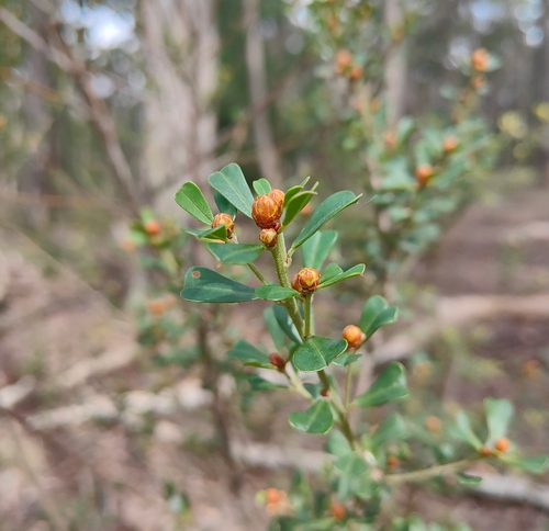 Large-leaf Bush Pea