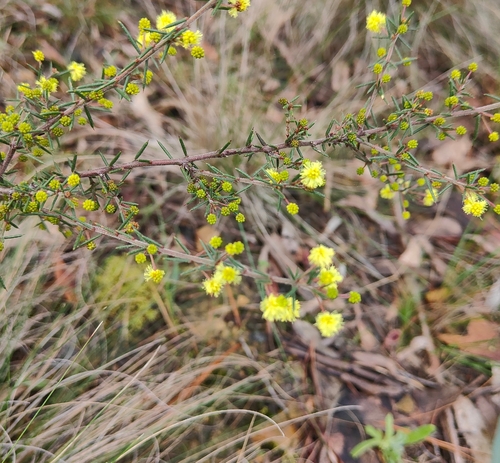 Thin-leaf Wattle