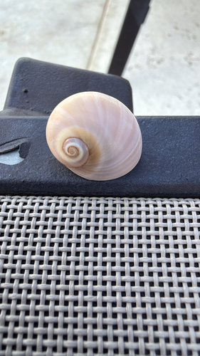 Josephine's moon snail