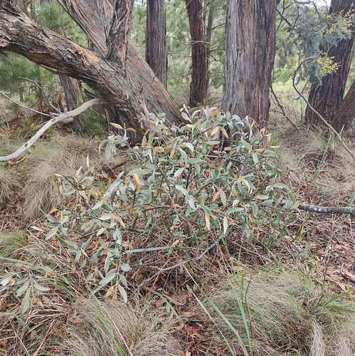 grey mistletoe