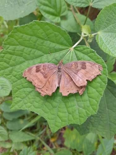 Chocolate Pansy