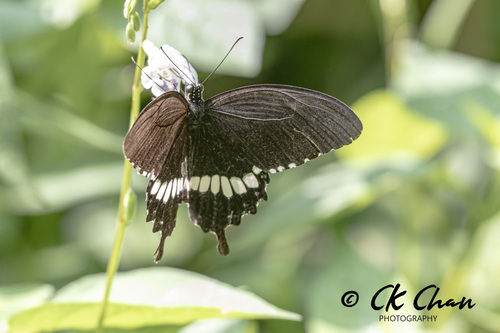 Papilio polytes