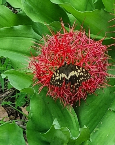 Citrus Swallowtail