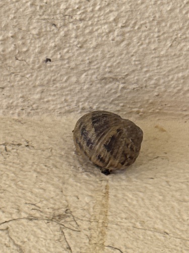 Garden Snail