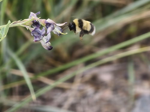 Lanzhou Bumble Bee