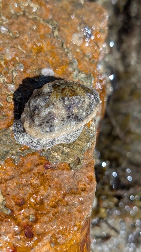 Erroneous Cowrie