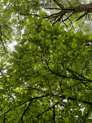 Sweet Chestnut