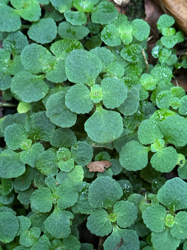 Opposite-leaved Golden-saxifrage