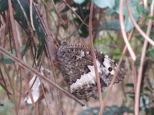 Great Banded Grayling