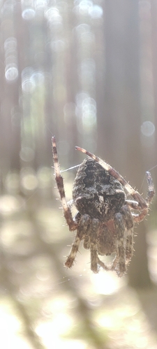 Angular Orbweaver Spider