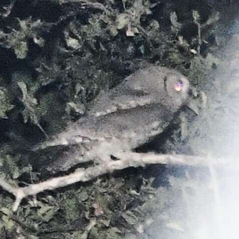 Eurasian Scops-Owl