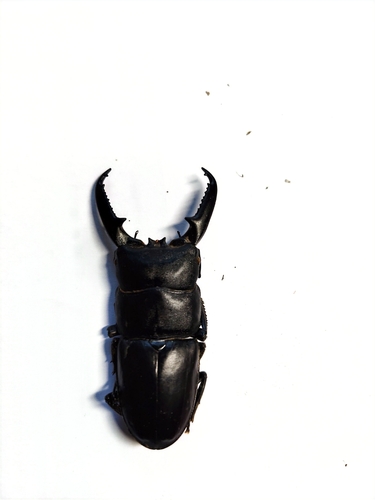 Serrognathus titanus platymelus