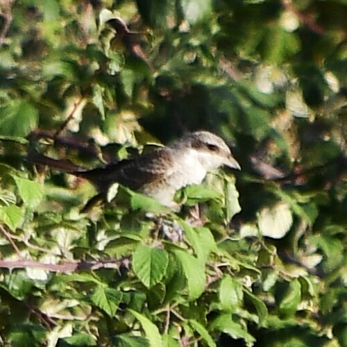 Red-backed Shrike