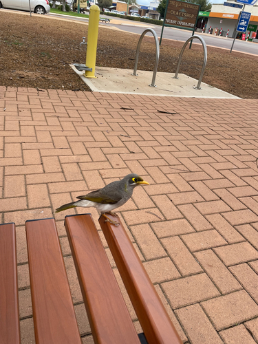 Yellow-throated Miner