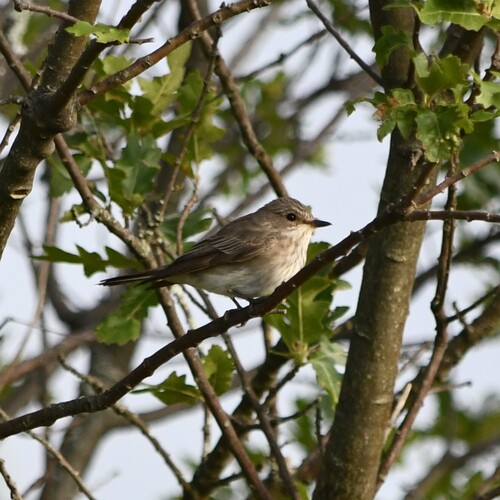 Spotted Flycatcher