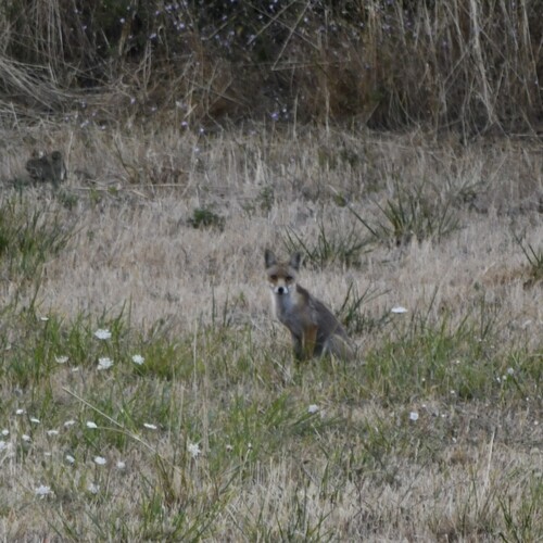 Red Fox
