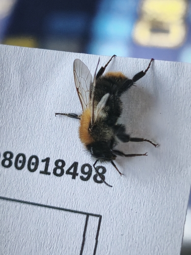 Common Carder Bumble Bee