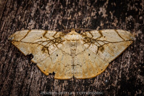 Dalima delineata