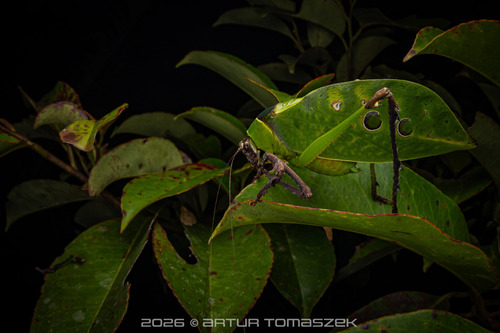 Malaysian Katydid