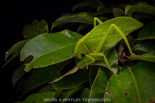 Xantia borneensis