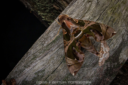 Jade Hawkmoth